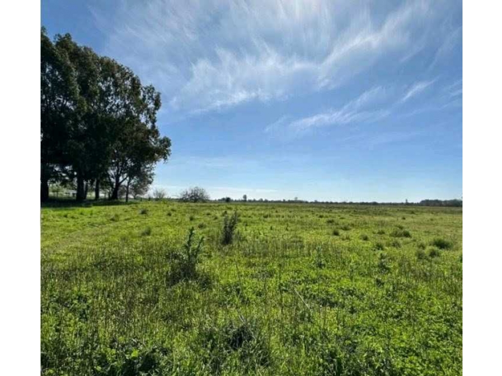 CAMPO 220 HECTAREAS, GANADERO, BRANDSEN, BUENOS AIRES, ARGENTINA - 6