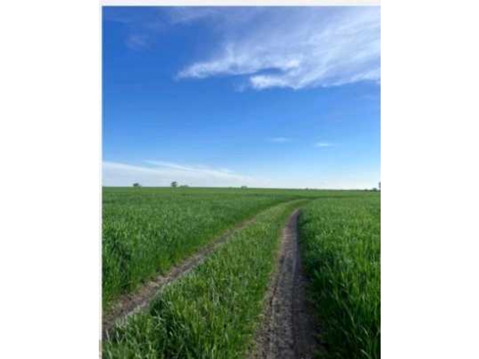 CAMPO 221 HAS AGRICOLAS, EN GUALEGUAYCHU, ENTRE RIOS, ARGENTINA - 3