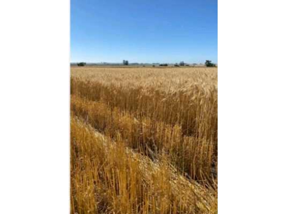 CAMPO 221 HAS AGRICOLAS, EN GUALEGUAYCHU, ENTRE RIOS, ARGENTINA - 5