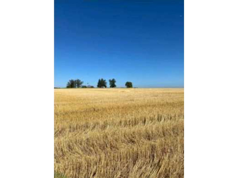 CAMPO 221 HAS AGRICOLAS, EN GUALEGUAYCHU, ENTRE RIOS, ARGENTINA - 2