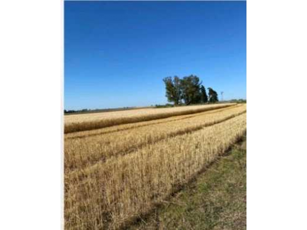 CAMPO 221 HAS AGRICOLAS, EN GUALEGUAYCHU, ENTRE RIOS, ARGENTINA - 4