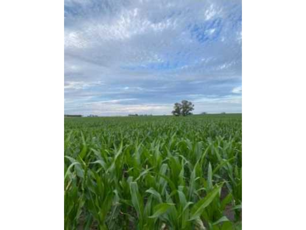 CAMPO 221 HAS AGRICOLAS, EN GUALEGUAYCHU, ENTRE RIOS, ARGENTINA - 6