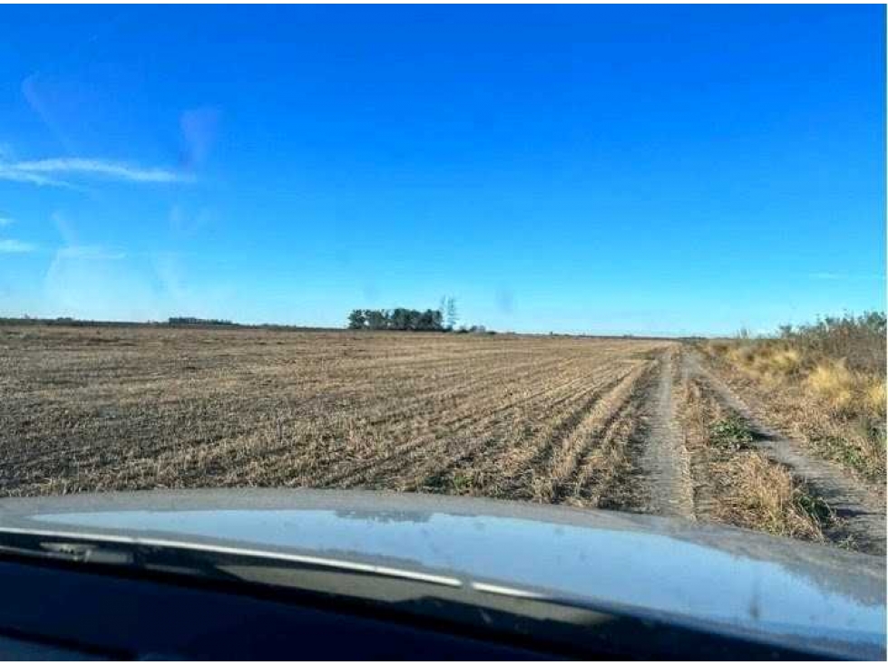 CAMPO 223 HECTAREAS, AGRICOLA, EL FLORENTINO, CORDOBA, ARGENTINA - 3