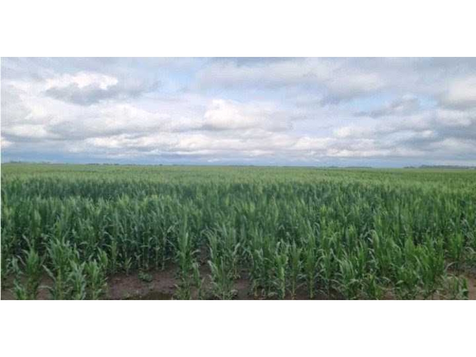 CAMPO 230 HECTAREAS AGRICOLA, LABOULAYE, CORDOBA, ARGENTINA - 1