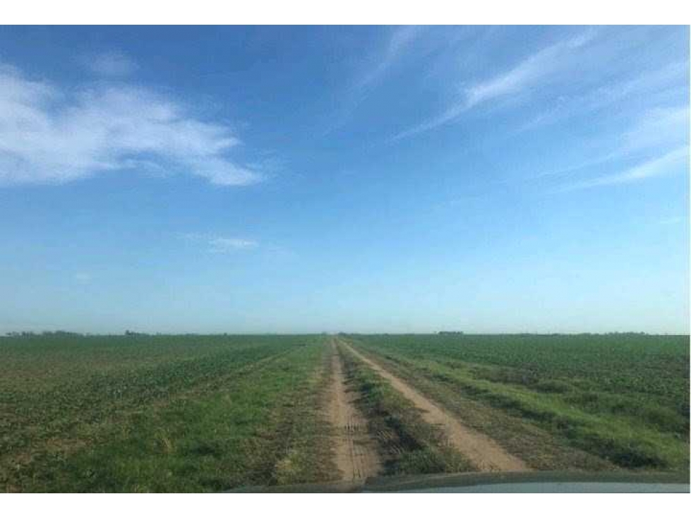 CAMPO 230 HECTAREAS AGRICOLA, LABOULAYE, CORDOBA, ARGENTINA - 2