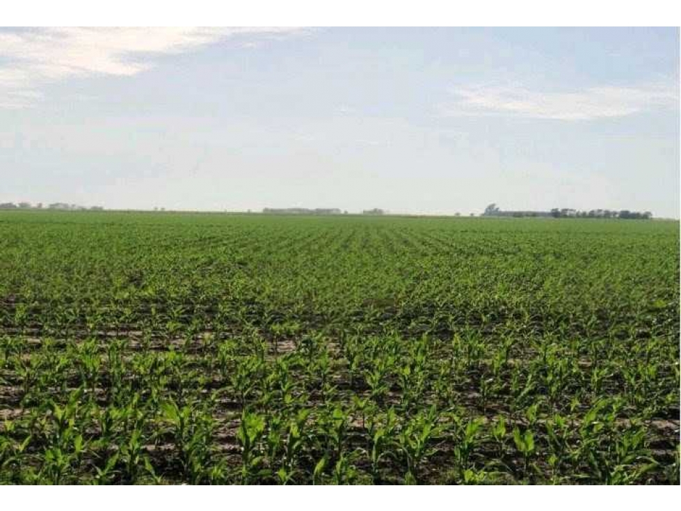 CAMPO 230 HECTAREAS AGRICOLA, LABOULAYE, CORDOBA, ARGENTINA - 4