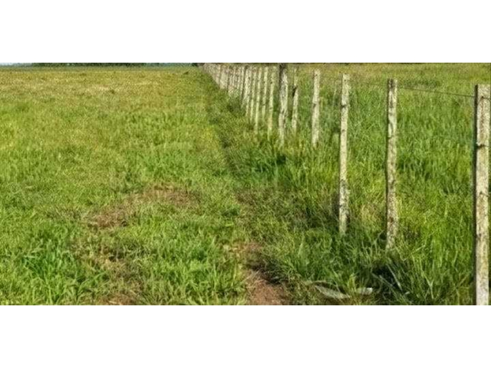 CAMPO 230 HECTAREAS, MIXTO, BRANDSEN, BUENOS AIRES, ARGENTINA - 2