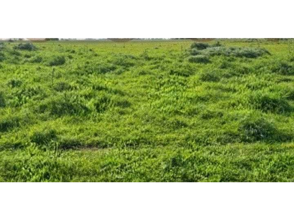 CAMPO 230 HECTAREAS, MIXTO, BRANDSEN, BUENOS AIRES, ARGENTINA - 4