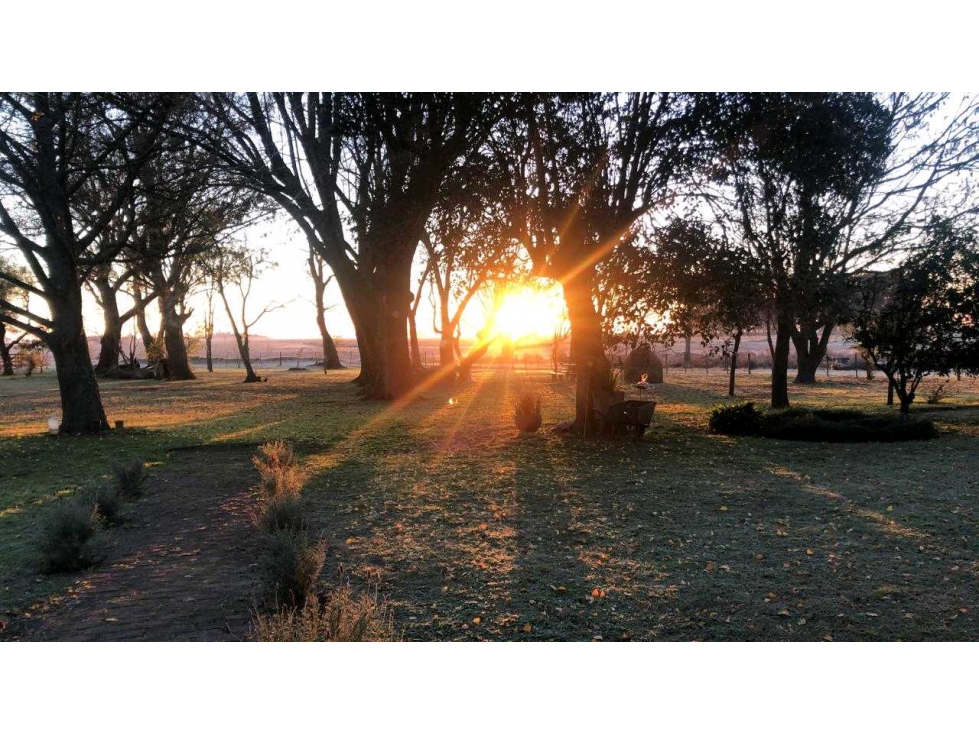 CAMPO 236 HECTAREAS, AGRICOLA, 25 DE MAYO, BUENOS AIRES, ARGENTINA - 3