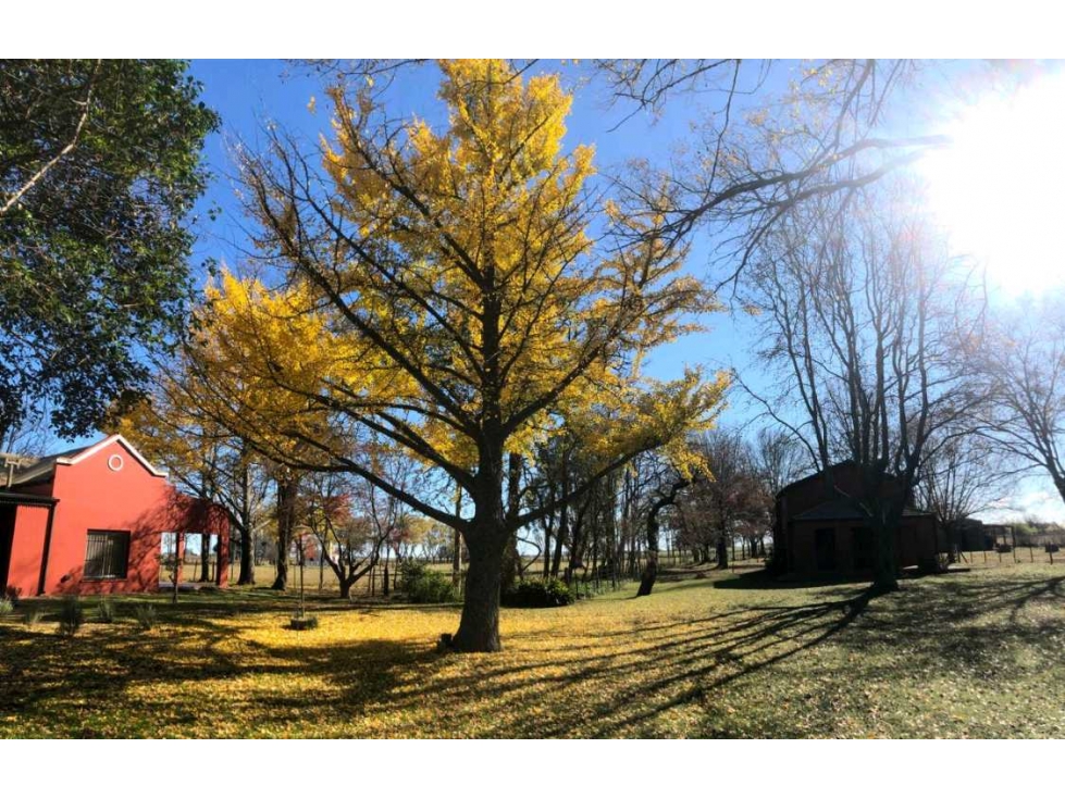 CAMPO 236 HECTAREAS, AGRICOLA, 25 DE MAYO, BUENOS AIRES, ARGENTINA - 4