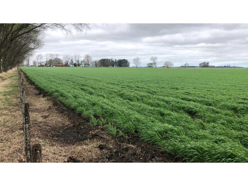 CAMPO 236 HECTAREAS, AGRICOLA, 25 DE MAYO, BUENOS AIRES, ARGENTINA - 5