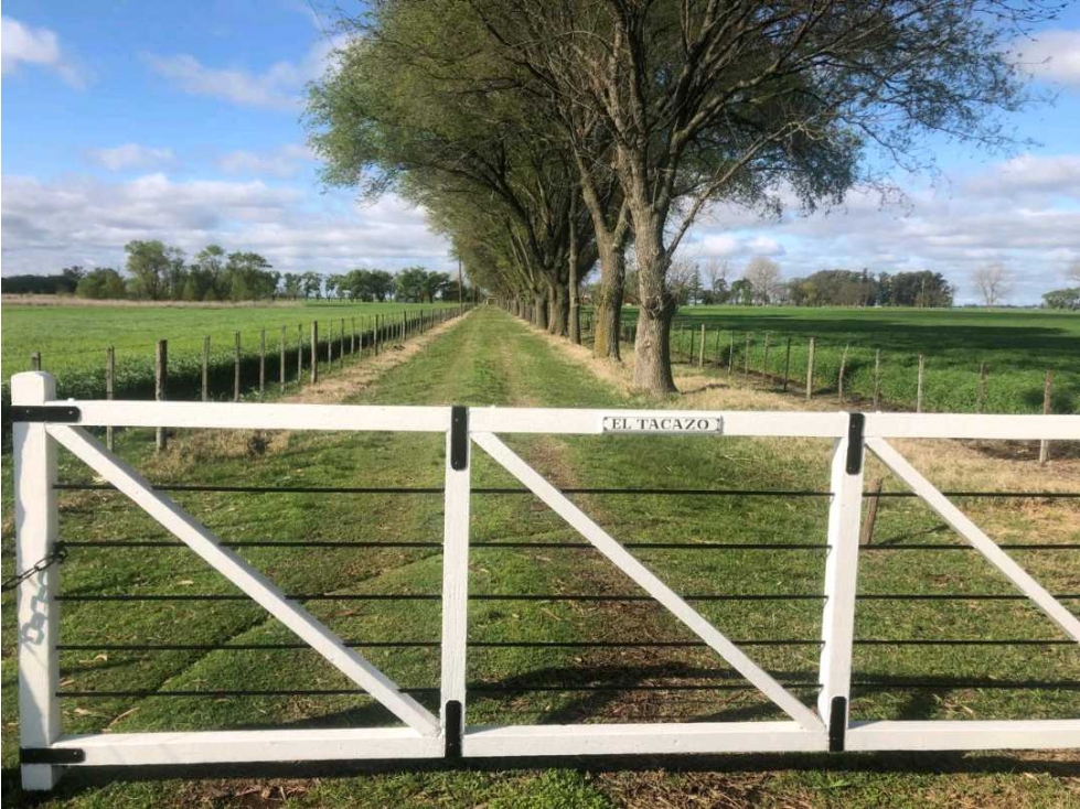CAMPO 236 HECTAREAS, AGRICOLA, 25 DE MAYO, BUENOS AIRES, ARGENTINA - 6