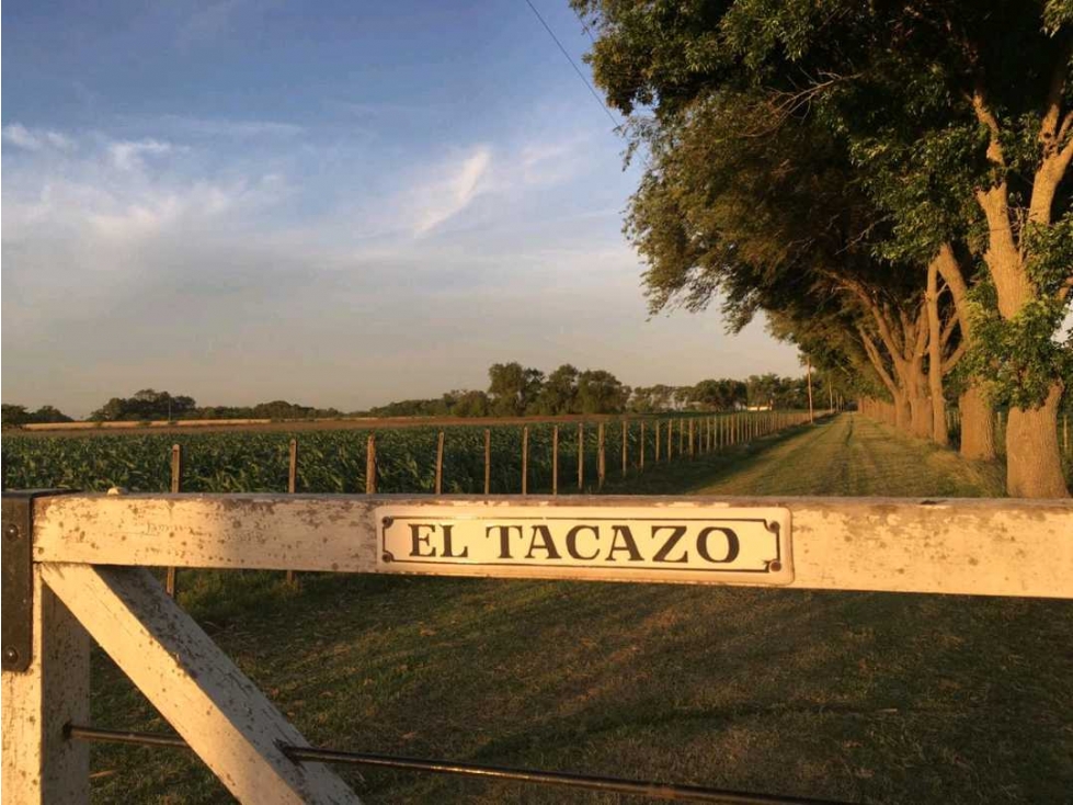 CAMPO 236 HECTAREAS, AGRICOLA, 25 DE MAYO, BUENOS AIRES, ARGENTINA - 1