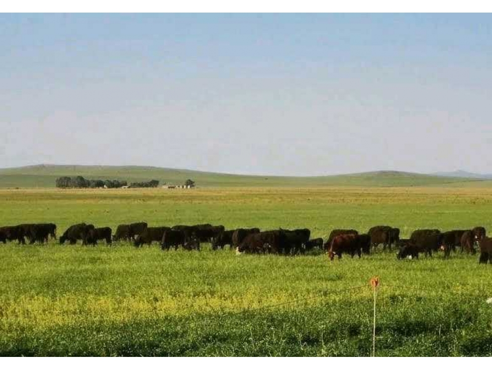 CAMPO 235 HECTAREAS, MIXTO, TORNQUIST, BUENOS AIRES, ARGENTINA - 2