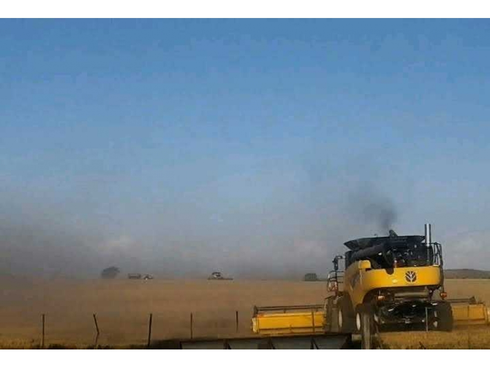 CAMPO 235 HECTAREAS, MIXTO, TORNQUIST, BUENOS AIRES, ARGENTINA - 3