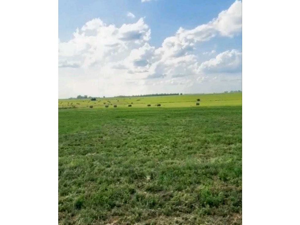 CAMPO 235 HECTAREAS, MIXTO, TORNQUIST, BUENOS AIRES, ARGENTINA - 5
