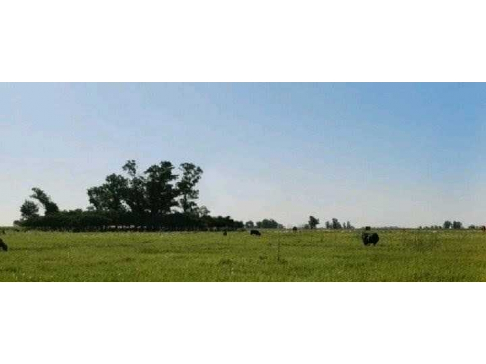 CAMPO 248 HECTAREAS, MIXTO, CAÑUELAS, BUENOS AIRES, ARGENTINA - 2