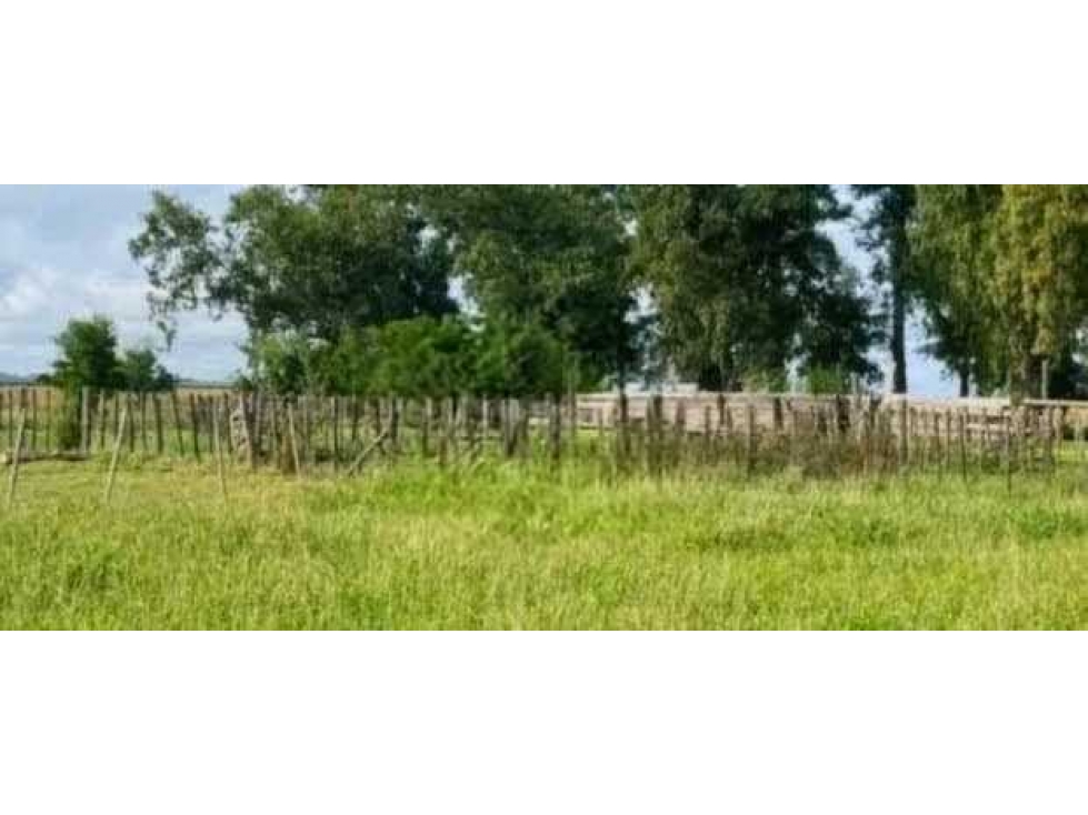 CAMPO 248 HECTAREAS, MIXTO, CAÑUELAS, BUENOS AIRES, ARGENTINA - 4