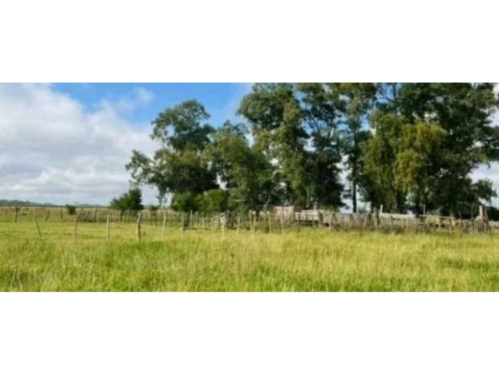 CAMPO 248 HECTAREAS, MIXTO, CAÑUELAS, BUENOS AIRES, ARGENTINA - 5
