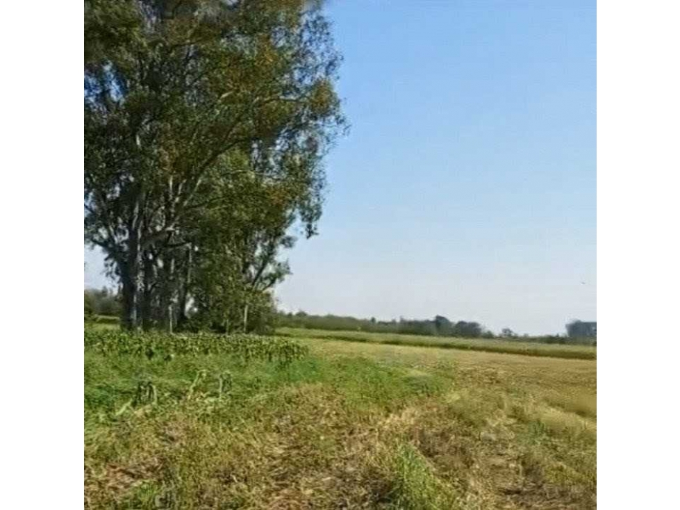CAMPO 24 HECTAREAS, AGRICOLA, MERCEDES, BUENOS AIRES, ARGENTINA - 2
