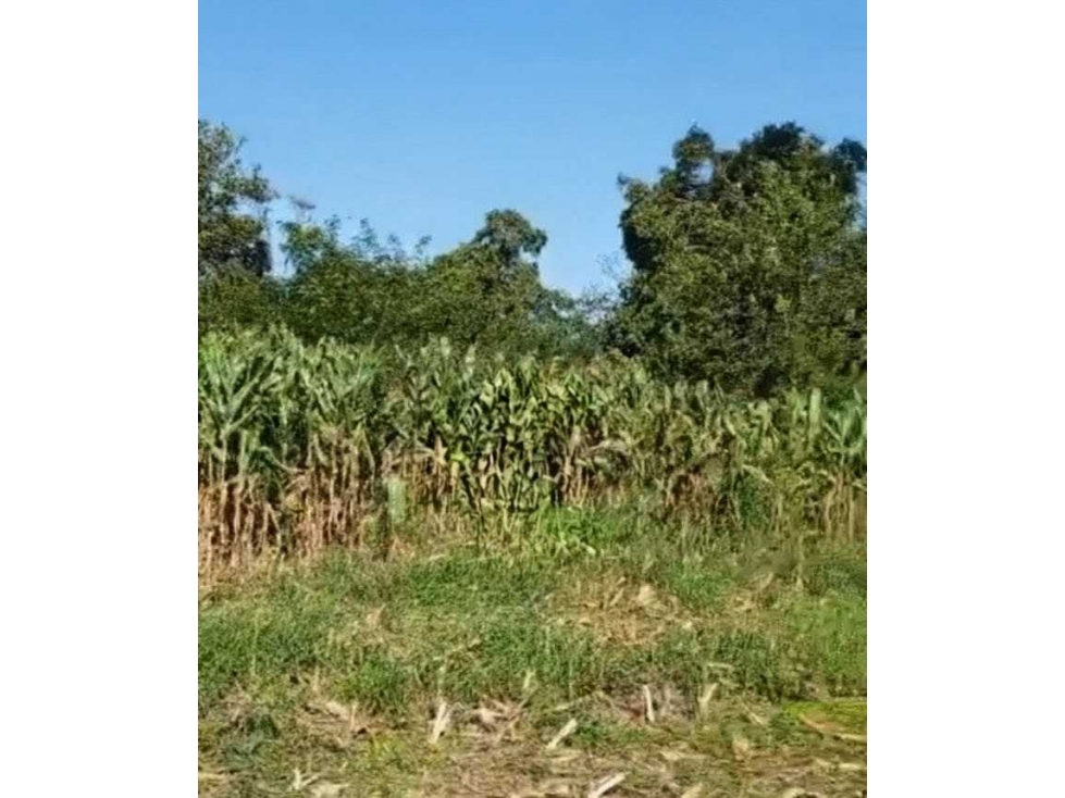 CAMPO 24 HECTAREAS, AGRICOLA, MERCEDES, BUENOS AIRES, ARGENTINA - 3
