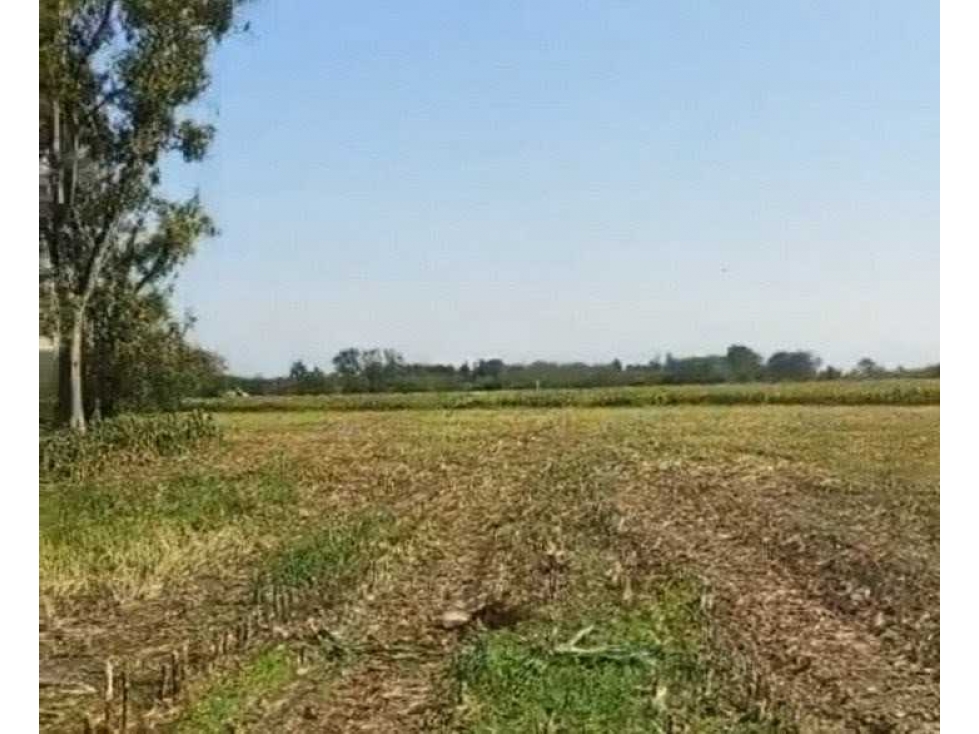 CAMPO 24 HECTAREAS, AGRICOLA, MERCEDES, BUENOS AIRES, ARGENTINA - 4