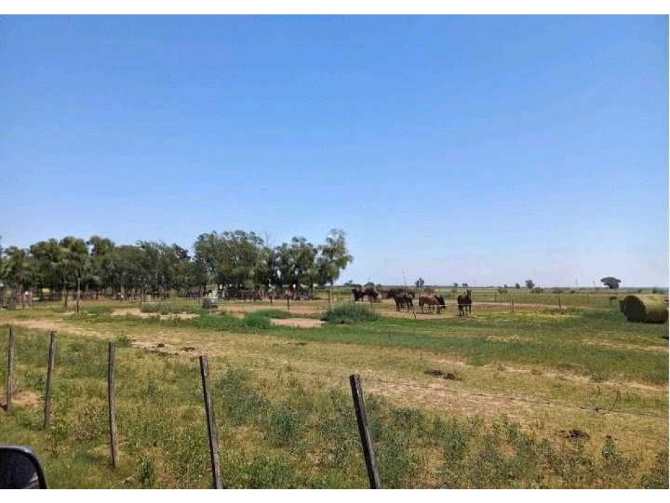 CAMPO 25 HAS, AGRICOLA, RIO CUARTO, CORDOBA, ARGENTINA - 1
