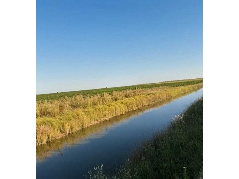 CAMPO 262 HECTAREAS,AGRICOLA, GONZALEZ MORENO, BUENOS AIRES, ARGENTINA - 2