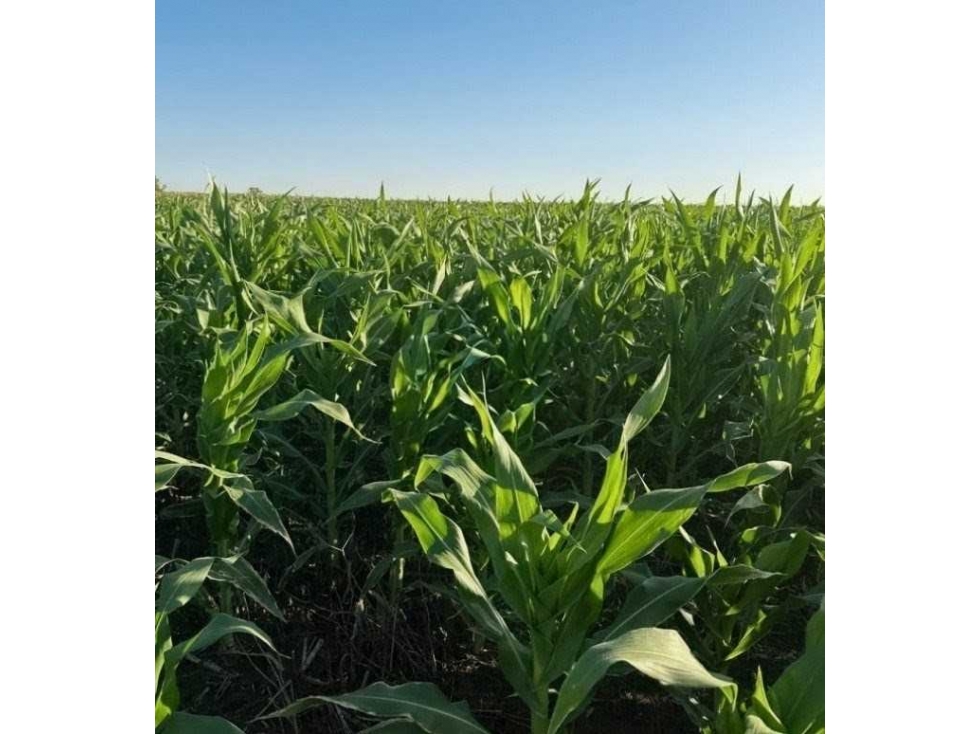 CAMPO 262 HECTAREAS,AGRICOLA, GONZALEZ MORENO, BUENOS AIRES, ARGENTINA - 4