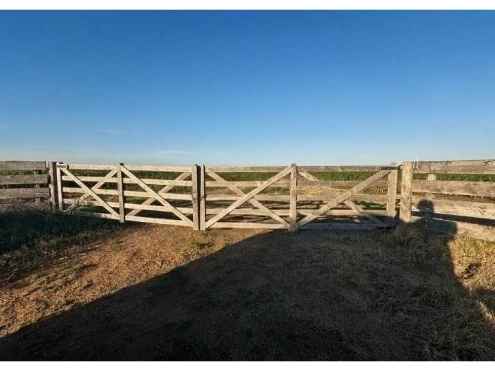 CAMPO 262 HECTAREAS,AGRICOLA, GONZALEZ MORENO, BUENOS AIRES, ARGENTINA - 5