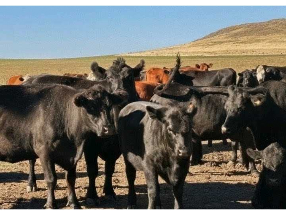 CAMPO 276 HECTAREAS, MIXTO, SAAVEDRA, BUENOS AIRES, ARGENTINA - 1