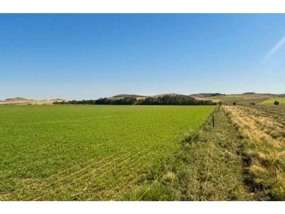 CAMPO 276 HECTAREAS, MIXTO, SAAVEDRA, BUENOS AIRES, ARGENTINA - 3