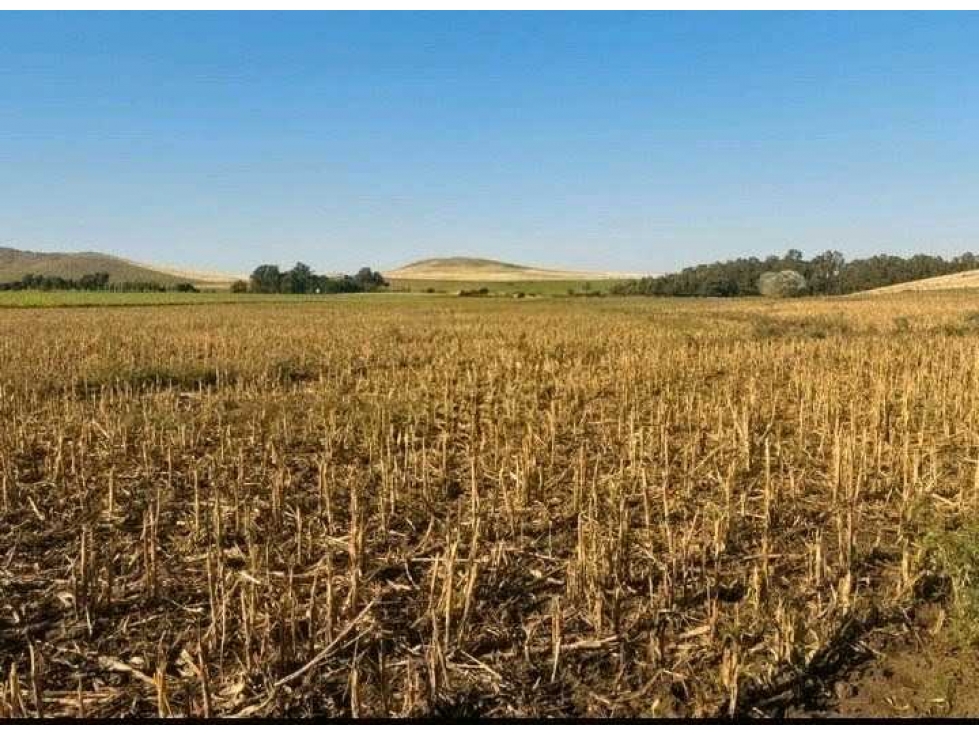CAMPO 276 HECTAREAS, MIXTO, SAAVEDRA, BUENOS AIRES, ARGENTINA - 5
