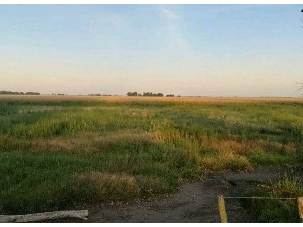 CAMPO 280 HECTAREAS, AGRICOLA, GENERAL ALVEAR, BUENOS AIRES, ARGENTINA - 1