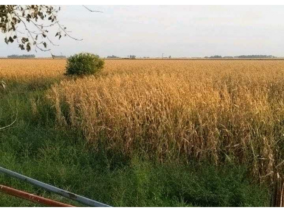 CAMPO 280 HECTAREAS, AGRICOLA, GENERAL ALVEAR, BUENOS AIRES, ARGENTINA - 4