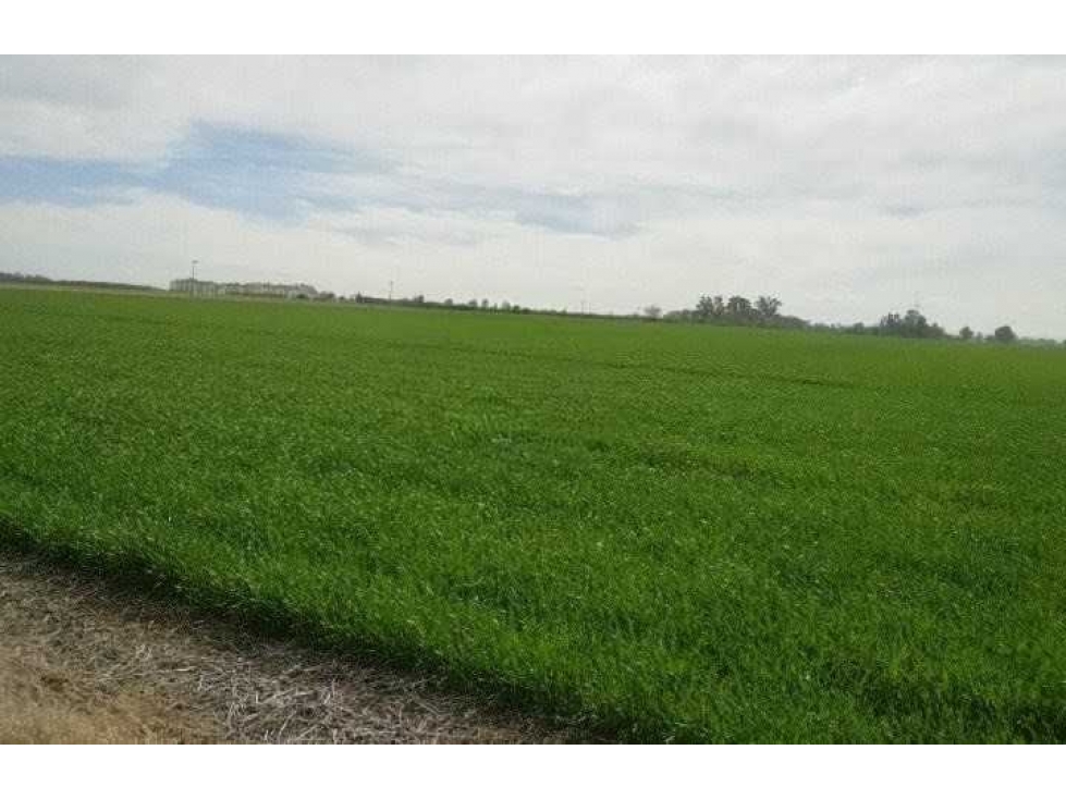 CAMPO 280 HECTAREAS, AGRICOLA, RAMALLO, BUENOS AIRES, ARGENTINA - 2