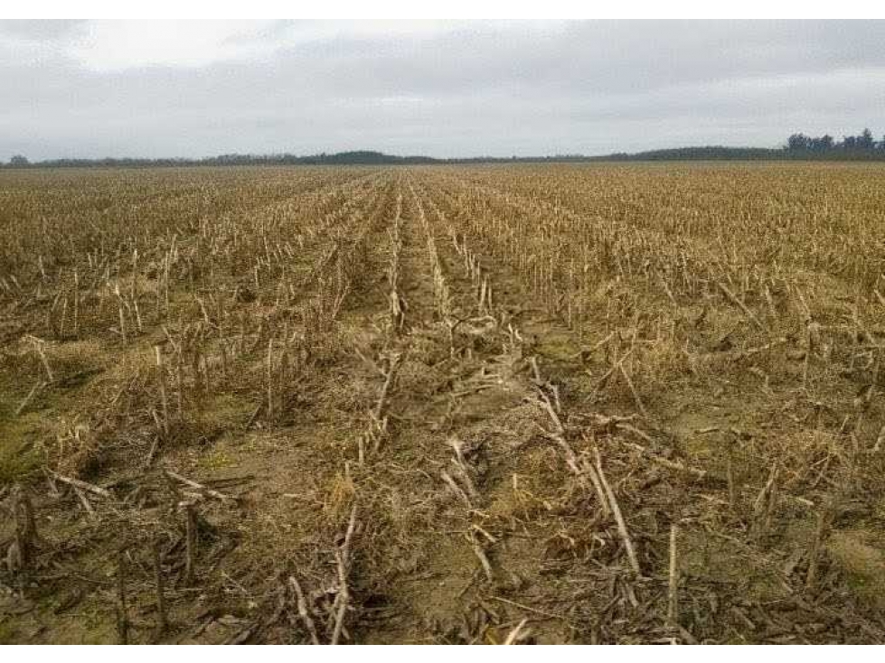 CAMPO 280 HECTAREAS, AGRICOLA, RAMALLO, BUENOS AIRES, ARGENTINA - 3