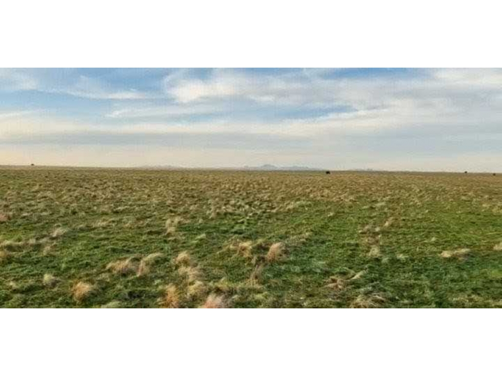 CAMPO 285 HAS, MIXTO, NAPOSTA, BAHIA BLANCA, BUENOS AIRES, ARGENTINA - 3