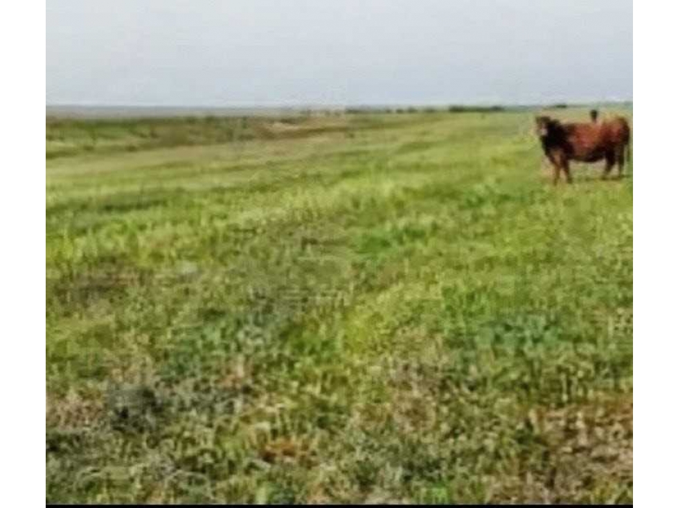 CAMPO 290 HECTAREAS, MIXTO, RAUCH, BUENOS AIRES, ARGENTINA - 1