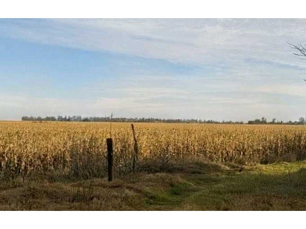 CAMPO 300 HAS, AGRICOLA, BOLIVAR, BUENOS AIRES, ARGENTINA - 1