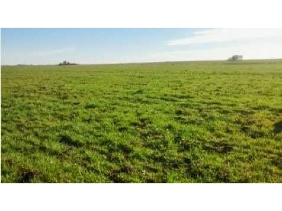 CAMPO 300 HECTAREAS, MIXTO, ADOLFO ALSINA, BUENOS AIRES, ARGENTINA - 3