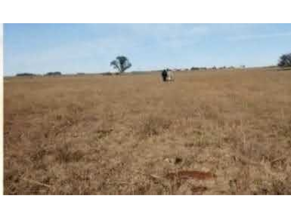 CAMPO 300 HECTAREAS, MIXTO, ADOLFO ALSINA, BUENOS AIRES, ARGENTINA - 4
