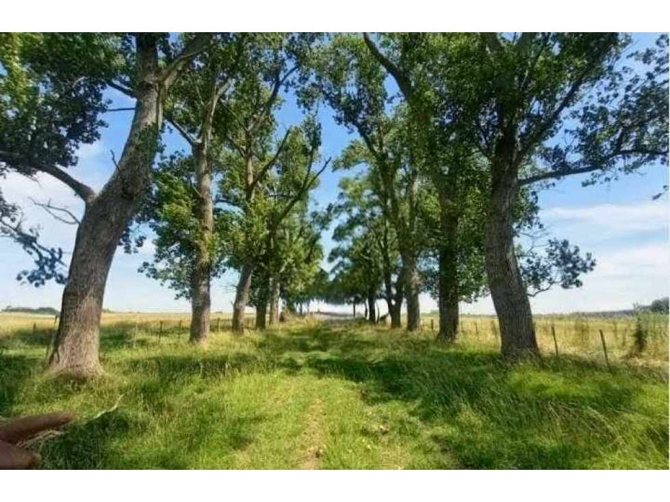 CAMPO 302 HECTAREAS, GANADERO, CHASCOMUS, BUENOS AIRES, ARGENTINA - 2
