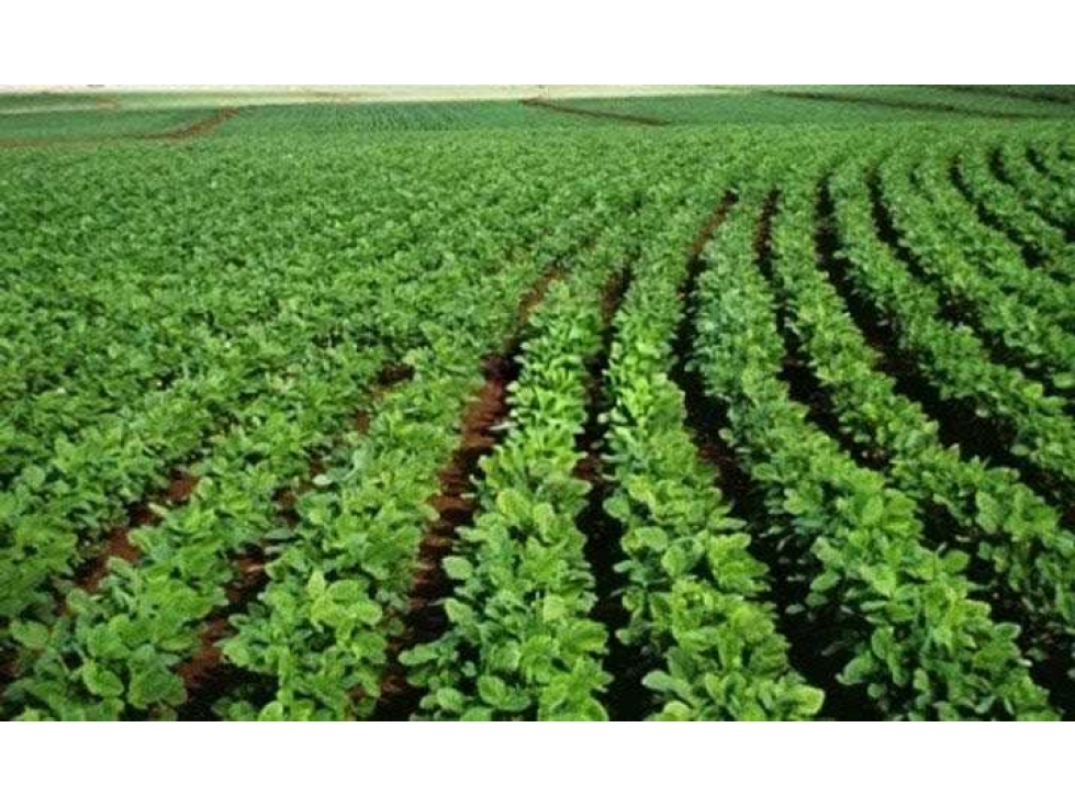 CAMPO 30 HECTAREAS, AGRICOLA, PERGAMINO, BUENOS AIRES, ARGENTINA - 1