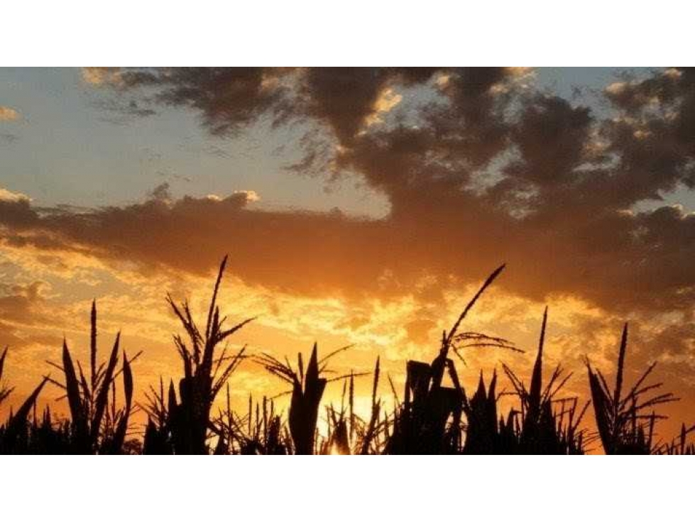CAMPO 30 HECTAREAS, AGRICOLA, PERGAMINO, BUENOS AIRES, ARGENTINA - 2