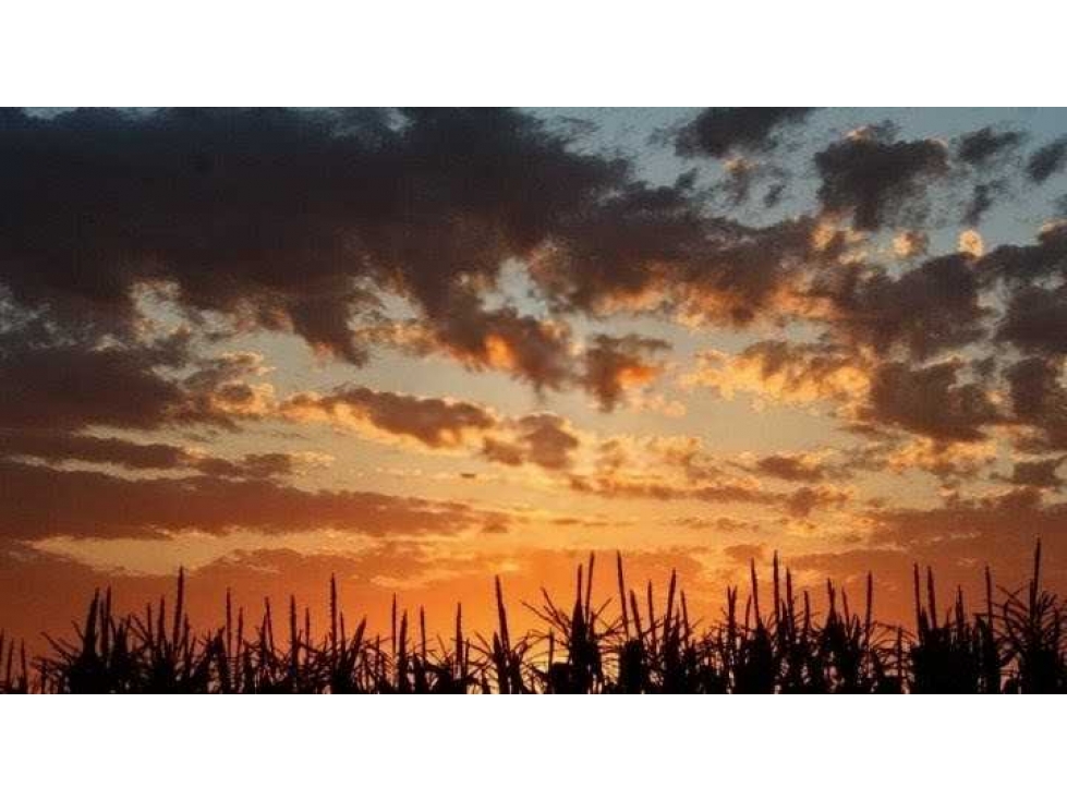 CAMPO 30 HECTAREAS, AGRICOLA, PERGAMINO, BUENOS AIRES, ARGENTINA - 3