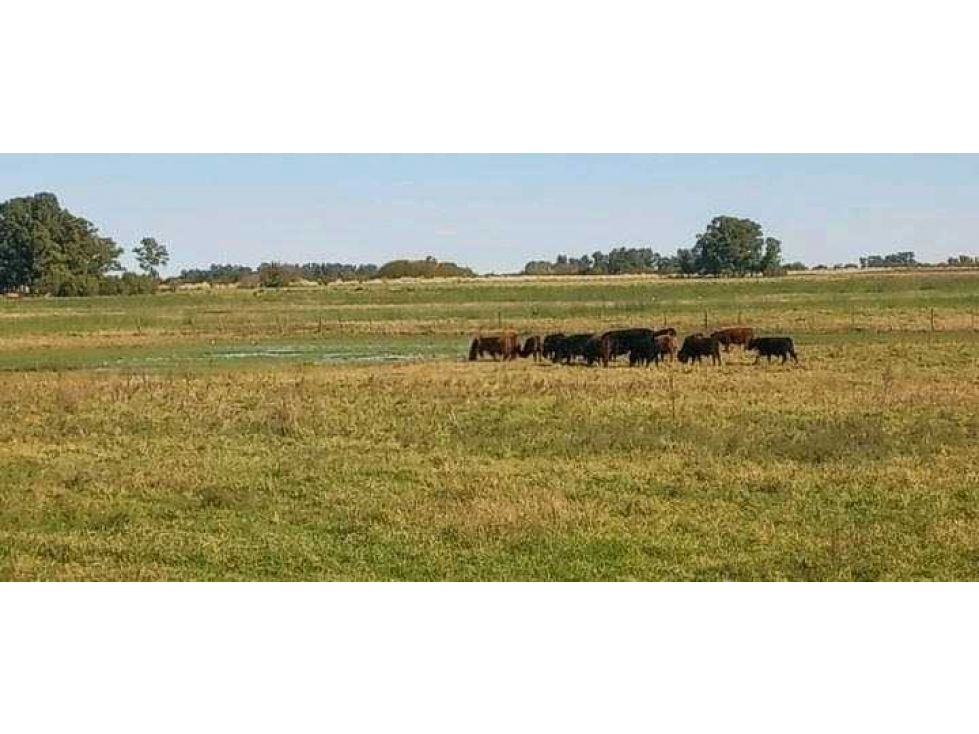 CAMPO 30 HECTAREAS, GANADERO, BOLIVAR, BUENOS AIRES, ARGENTINA - 1