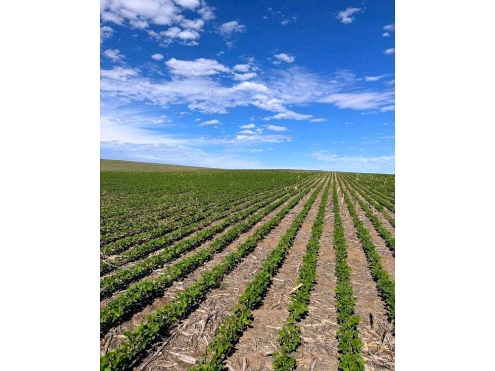 CAMPO 313 HECTAREAS, AGRICOLA, CHAJAN, CORDOBA, ARGENTINA - 1