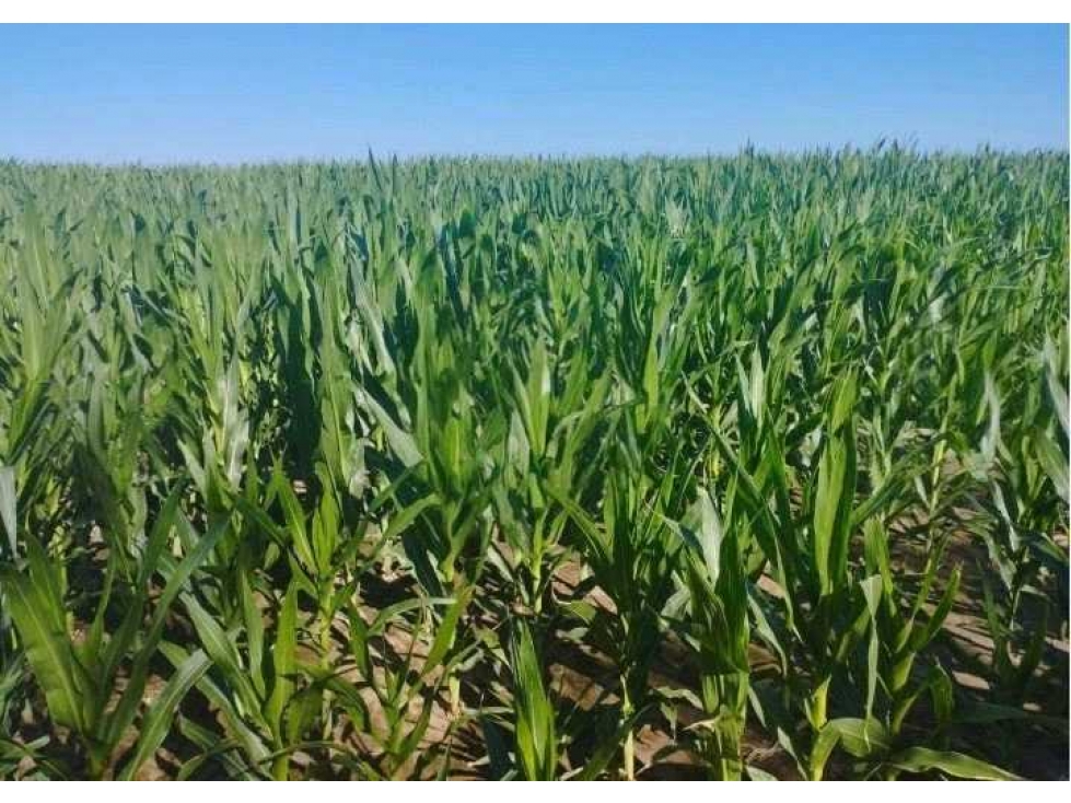 CAMPO 313 HECTAREAS, AGRICOLA, CHAJAN, CORDOBA, ARGENTINA - 2