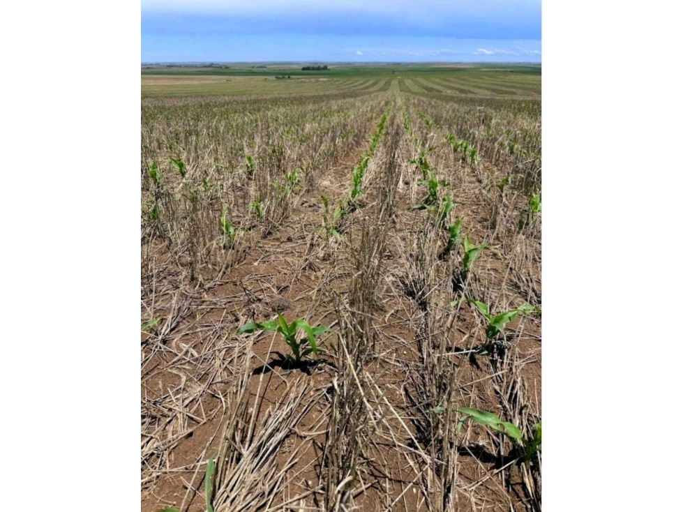 CAMPO 313 HECTAREAS, AGRICOLA, CHAJAN, CORDOBA, ARGENTINA - 3